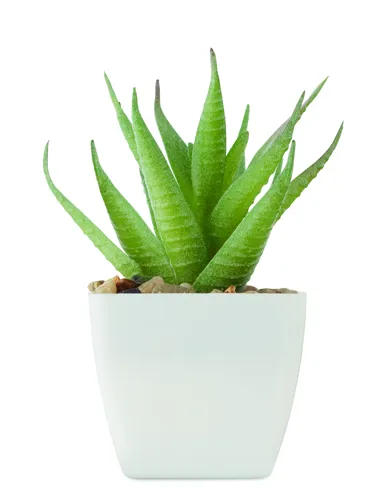 ARTILOE Mini műnövény, aloe ferox mill