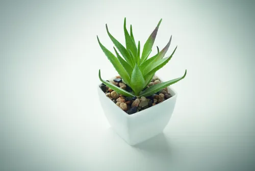 ARTILOE Mini műnövény, aloe ferox mill