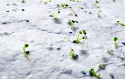 ASIDA Vadvirág magpapír névjegykártya