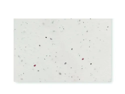 ASIDA Vadvirág magpapír névjegykártya