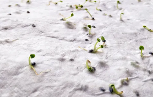 ASIDI A4 vadvirág magpapír lap